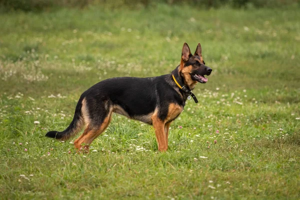 German Shepherd Four Paws Purebred Dog Large Dog Dog Training — Zdjęcie stockowe