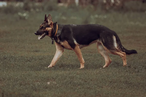 German Shepherd Four Paws Purebred Dog Large Dog Dog Training — 图库照片
