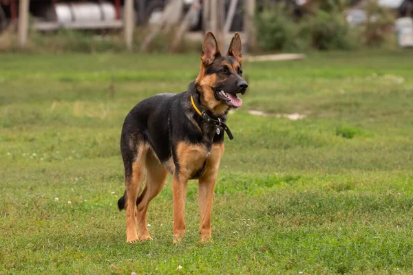 German Shepherd Four Paws Purebred Dog Large Dog Dog Training — Stockfoto