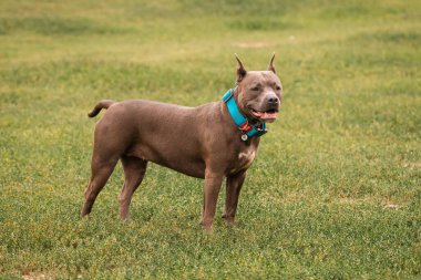 American pit bull. Thoroughbred dog. A breed for experienced dog breeders. A reliable defender of the house.