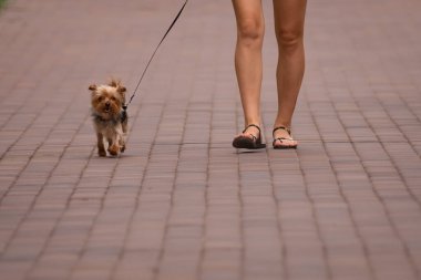 A Yorkshire terrier walks with its owner on the street. Decorative dog. Yorkshire terrier on a leash. Walk in the summer. The life of a pet. Dog breeds that require grooming.