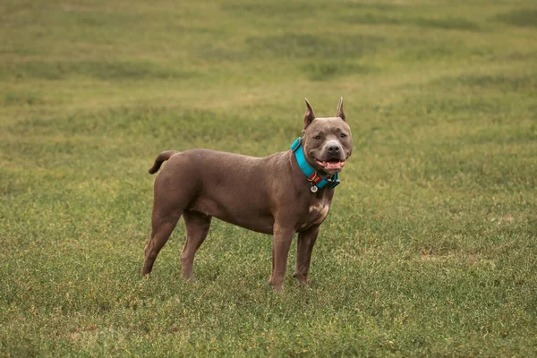 American Pit Bull Thoroughbred Dog Breed Experienced Dog Breeders Reliable — Stok fotoğraf