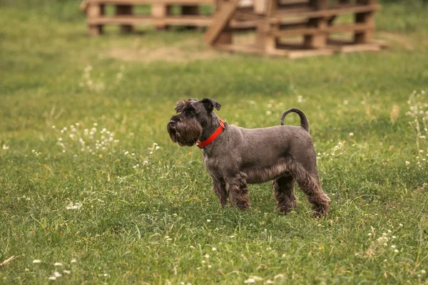 Black miniature schnauzer on the lawn. Miniature schnauzer in a red collar. A small copy of a giant schnauzer. The smallest service dog.
