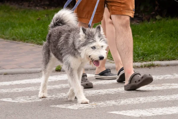 Siberian husky. Old dog. An old favorite on a walk. The dog walks along the crosswalk next to the owner. Blue eyes.