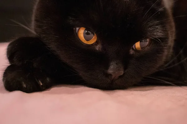 Black Scottish Straight Cat Lying Looking Camera Scottish Straight Black — Foto de Stock