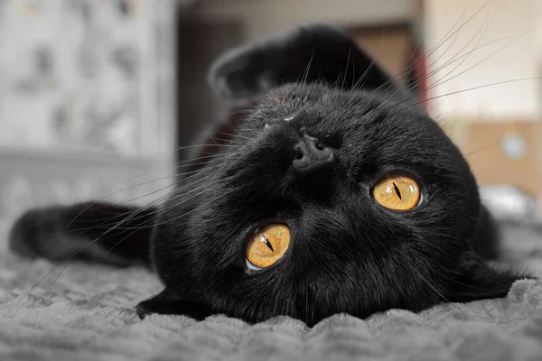 Черный Шотландский Прямой Кот Лежит Смотрит Камеру Шотландский Натурал Чёрный — стоковое фото