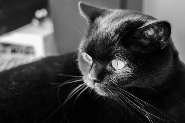 Black Scottish Straight Cat Lying Looking Camera Scottish Straight Black — Foto Stock