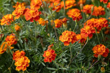 Marigolds bush. Bright orange flowers on a flower bed. Folk medicine. Medicinal plant. Garden culture.