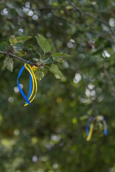 Blue-yellow ribbon on a tree as a sign of support for Ukraine. Ukrainian flag. Blue and yellow colors. National pride. Ribbon on a tree. A symbol of bravery.