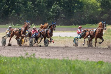 Trotters in sleds. Horse racing on the hippodrome. Graceful animals. Horse race. Equestrian sport. Betting on sports.