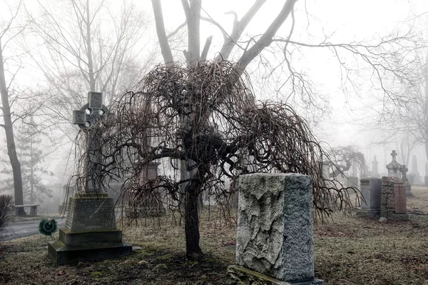 Spooky Graveyard Scene Complete Scary Trees Deep Fog — Stock Photo, Image