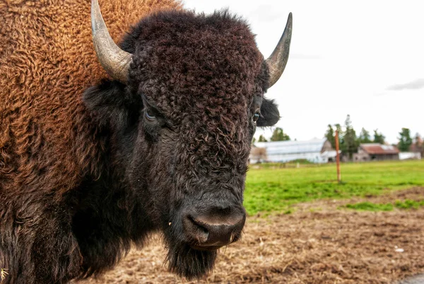 Gros Plan Bisons Américains Bisons Sur Terrain Regardant Caméra — Photo