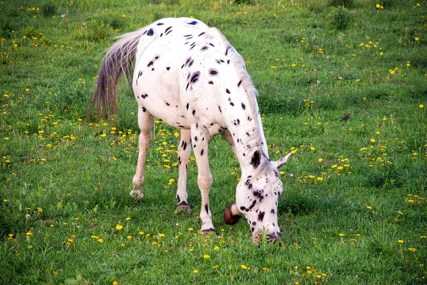 乌黑圆点的白马在长满蒲公英的茂密绿地里吃草 — 图库照片