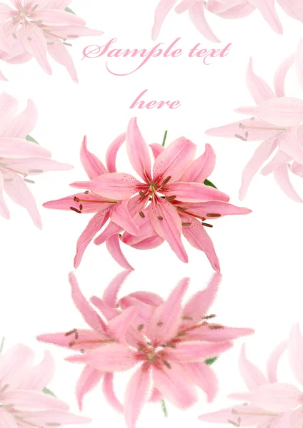 Cartão de saudação com lírio macio rosa isolado em branco — Fotografia de Stock