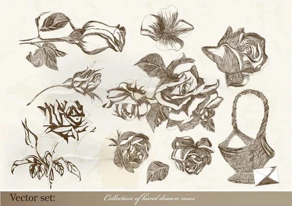 Colecția de trandafiri vectoriali în stil vintage — Vector de stoc