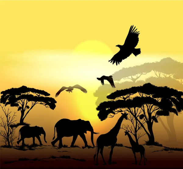 精美矢量热带稀树草原场景与日出、 树木和动物 s — 图库矢量图片