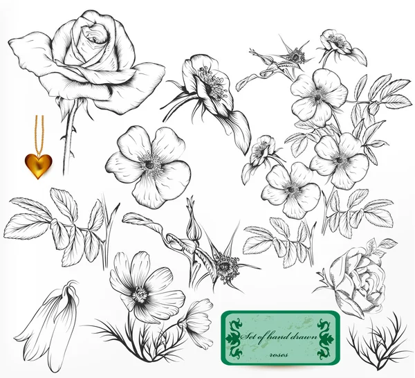 Collezione di rose disegnate a mano per il design — Vettoriale Stock