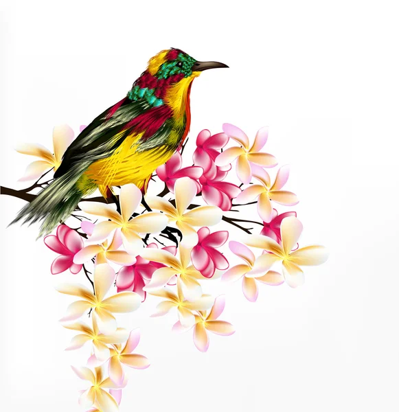 Färgglada vector realistiska tropiska fågeln sitta en gren på vit — Stock vektor