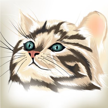 büyük mavi gözlü tatlı çizgili kedi sanat vektör portresi