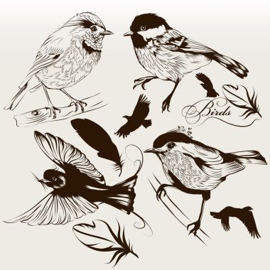 Collection of vector hand drawn birds for design