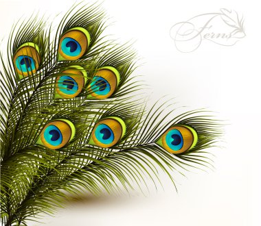 Peacock vector colorful ferns on a white background clipart