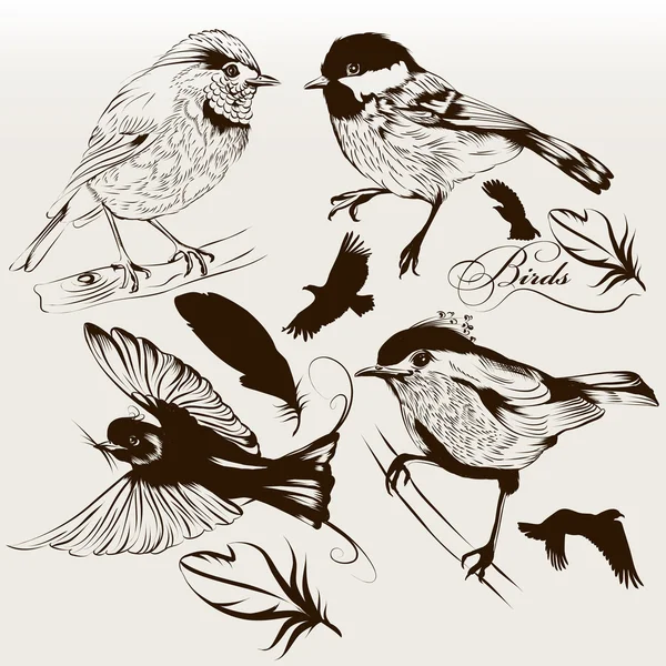 Collection d'oiseaux vecteurs dessinés à la main pour la conception — Image vectorielle