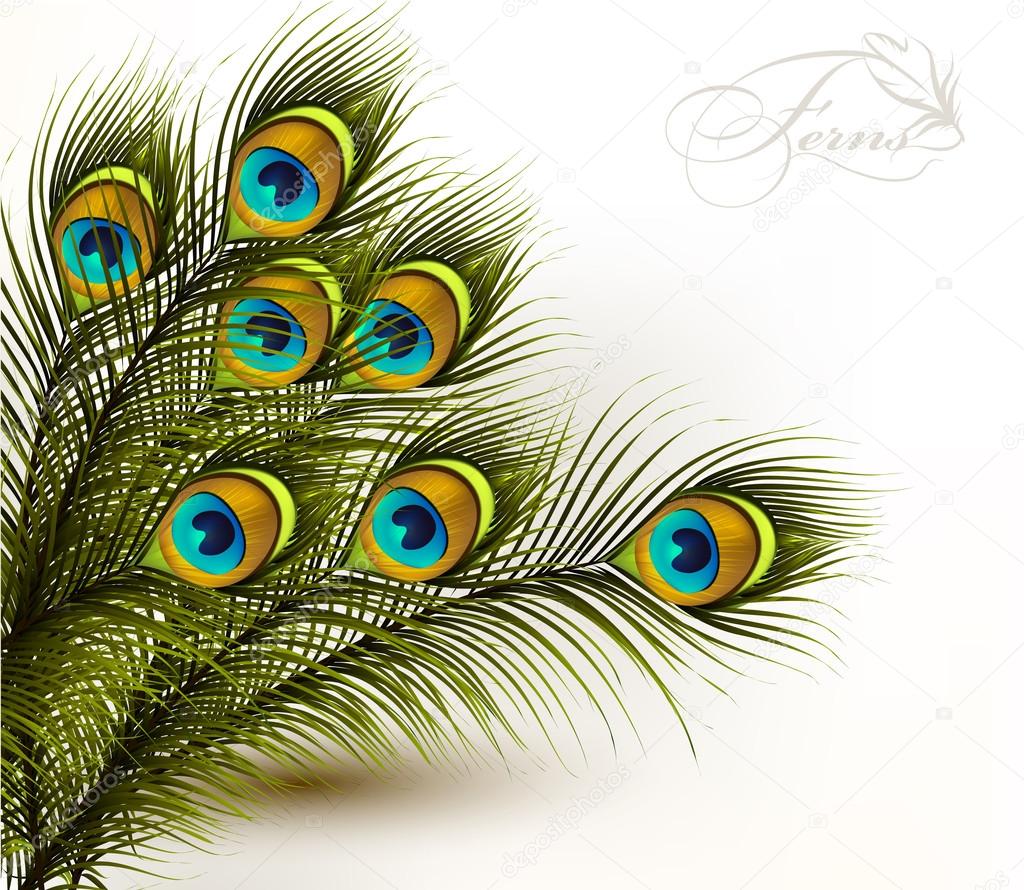 Peacock vector colorful ferns on a white background Stock Vector Image ...