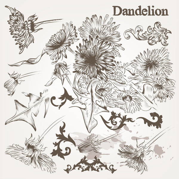Collection of vector hand drawn dandelion flowers and swirls fo