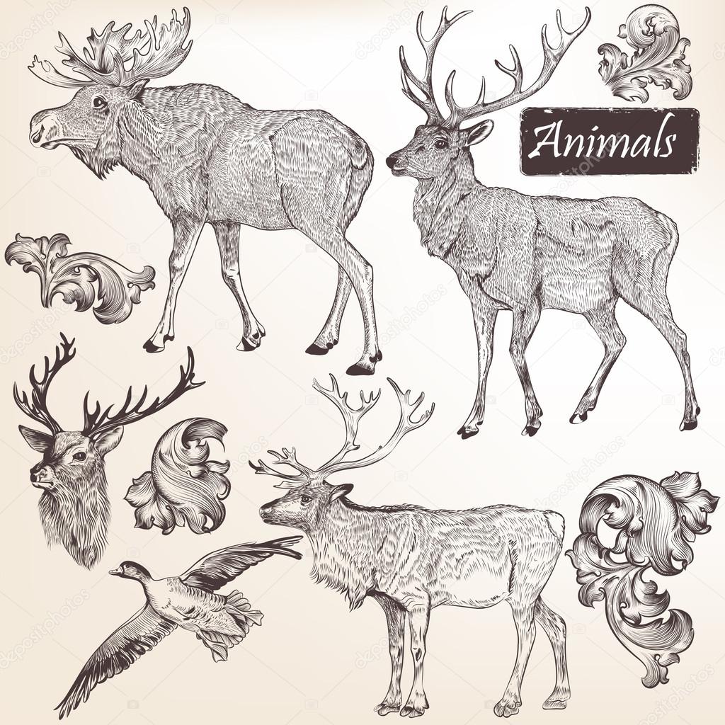 Collection of vector hand drawn animals in vintage style