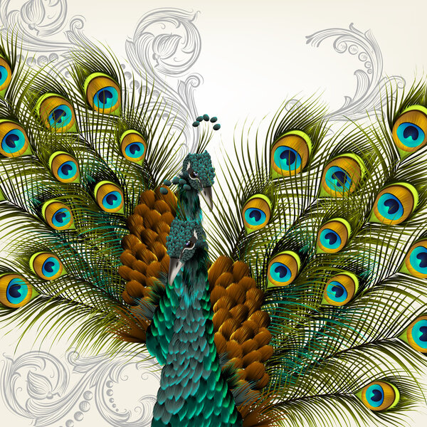 Cute background with vector detailed pair of peacocks on white