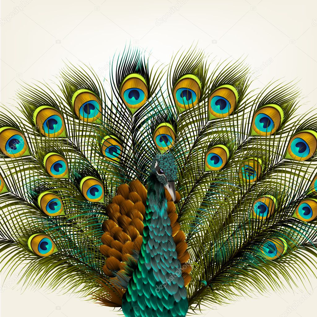 Background with vector detailed peacock on white for design — Stock ...