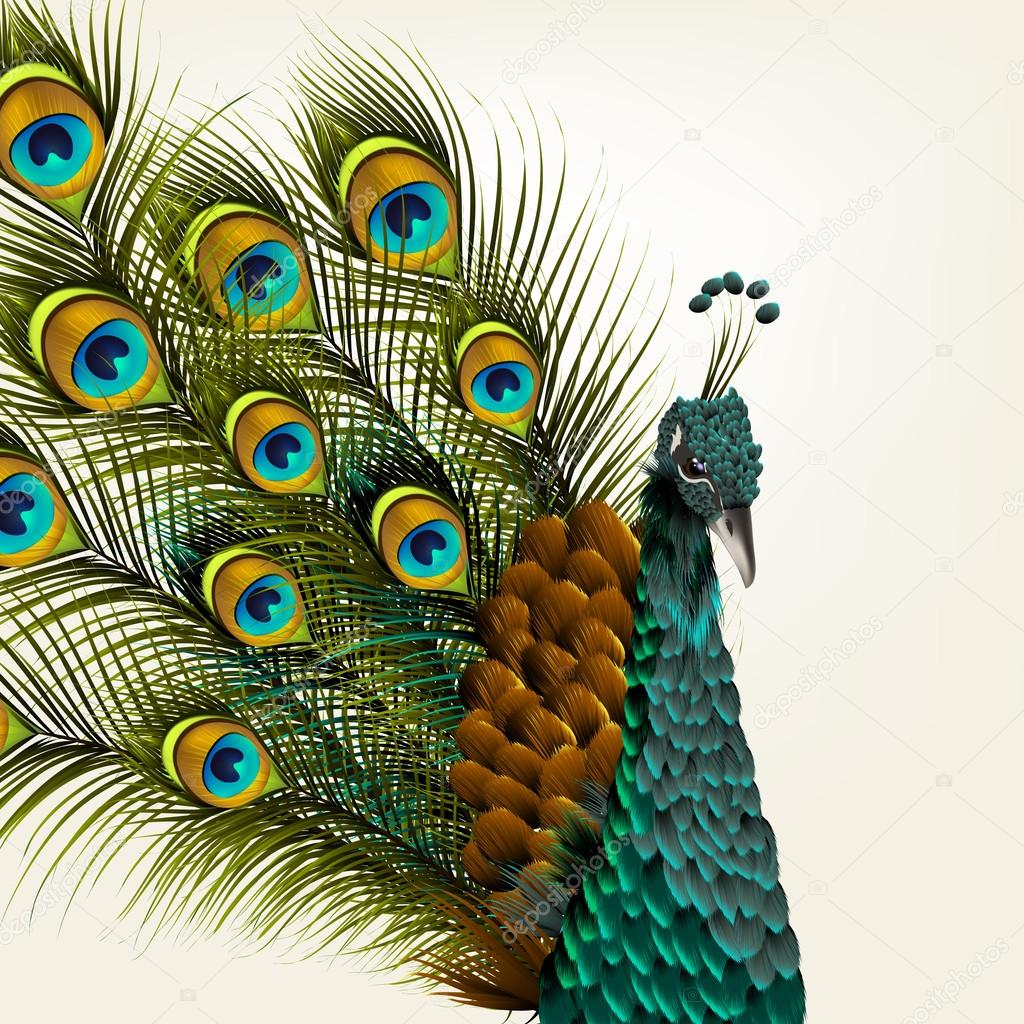 Cute background with vector detailed peacock on white for design ...