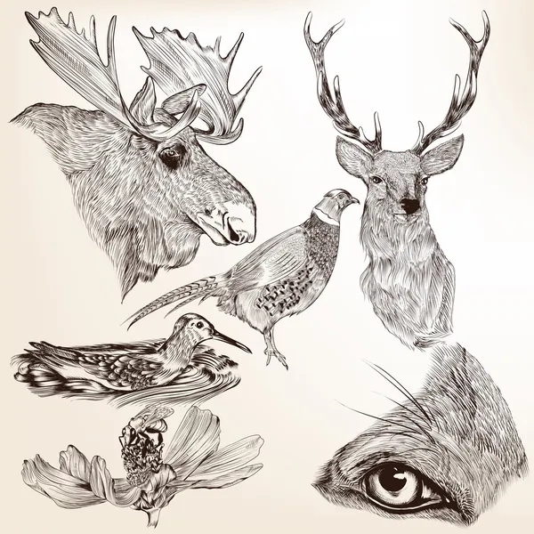 矢量集合手画的动物设计 — 图库矢量图片