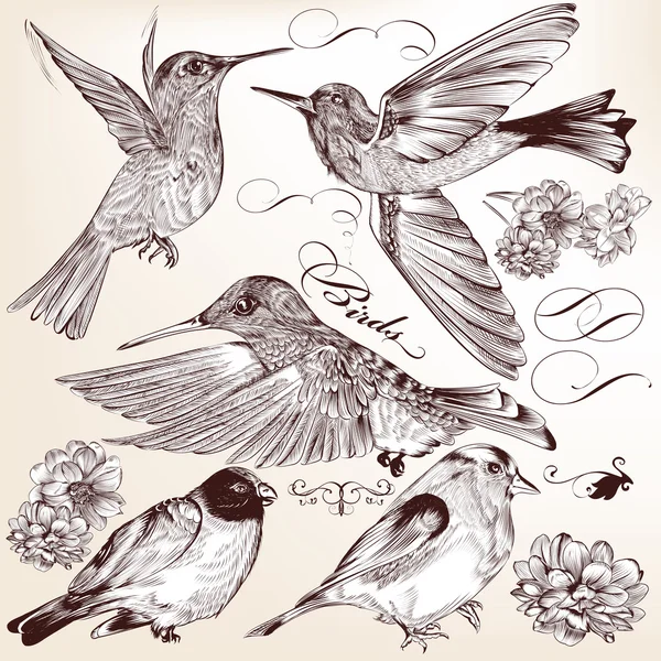 Collection of vector hand drawn detailed birds for design — Stock Illustration Collection of vector hand drawn detailed birds for design Stock Vector