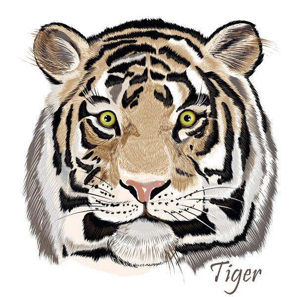 Beautiful vector background  with hand drawn watercolor tiger