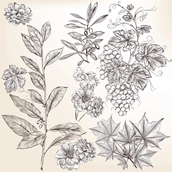 Коллекция векторных развернутых вручную растений для проектирования — стоковый вектор