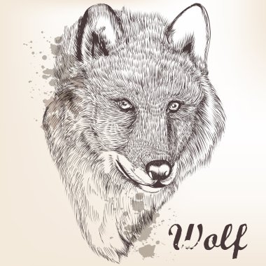 el wolf çizilmiş portresi