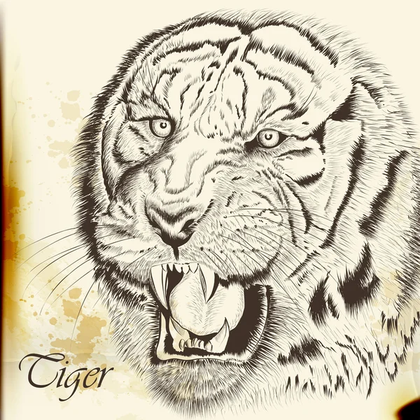 Hand dras vektor porträtt av tiger i vintage stil — Stock vektor