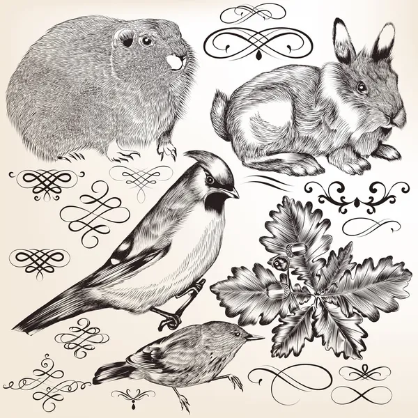 Colección de elementos detallados vectoriales y animales — Archivo Imágenes Vectoriales