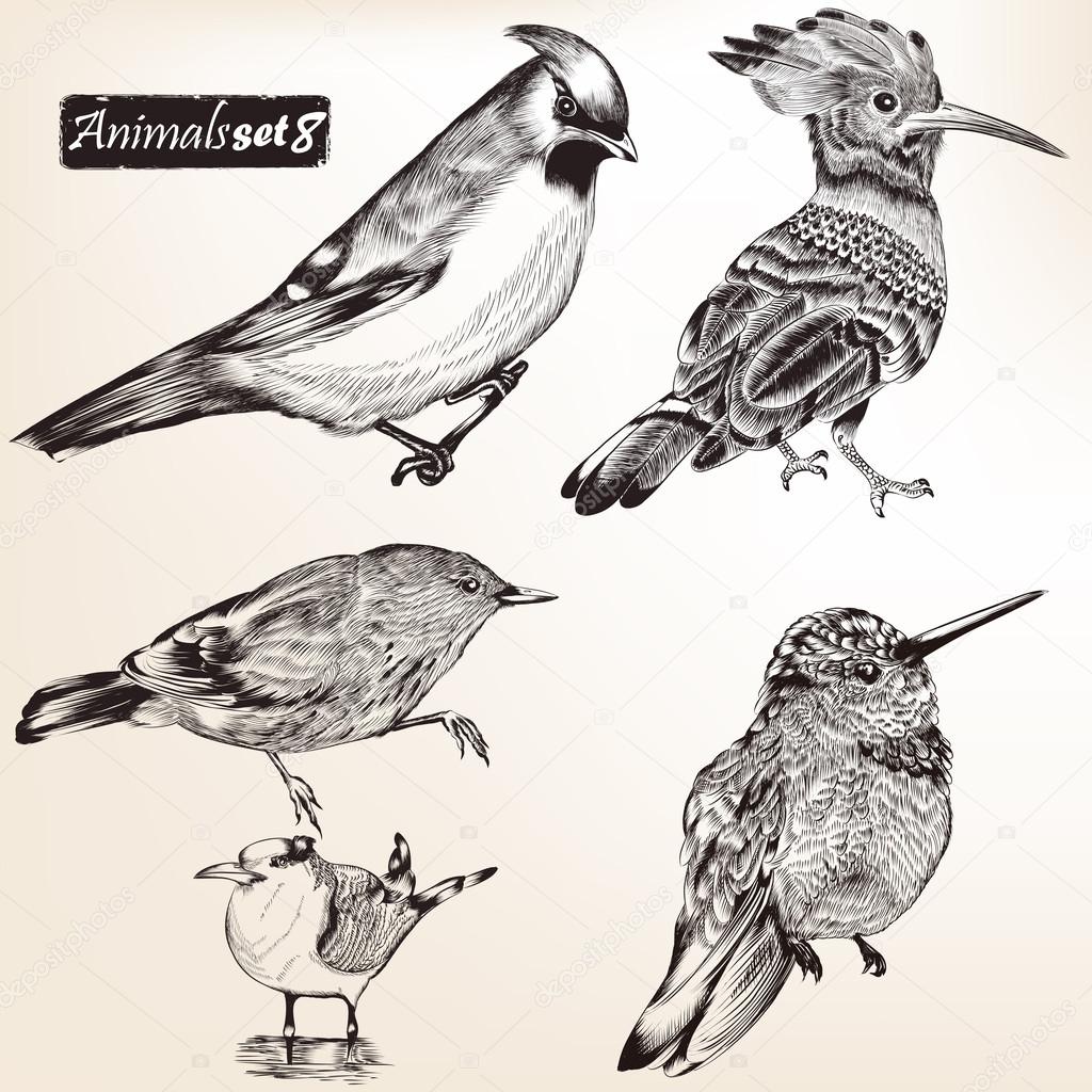 Collection of vector detailed birds