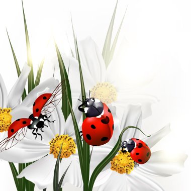 vektör sahne cosmos çiçekler ve kırmızı ladybirds arka plan