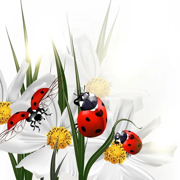 Fond avec des fleurs de cosmos de décors vectoriels et des coccinelles rouges — Image vectorielle