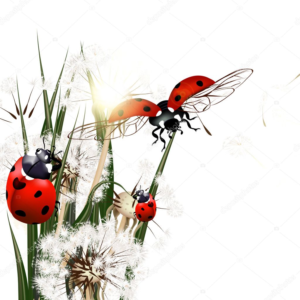 Background with vector green grass, dandelions and ladybirds