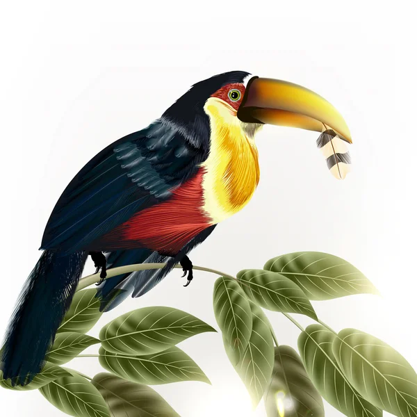 Fondo con vector detallado colorido pájaro tropical — Archivo Imágenes Vectoriales