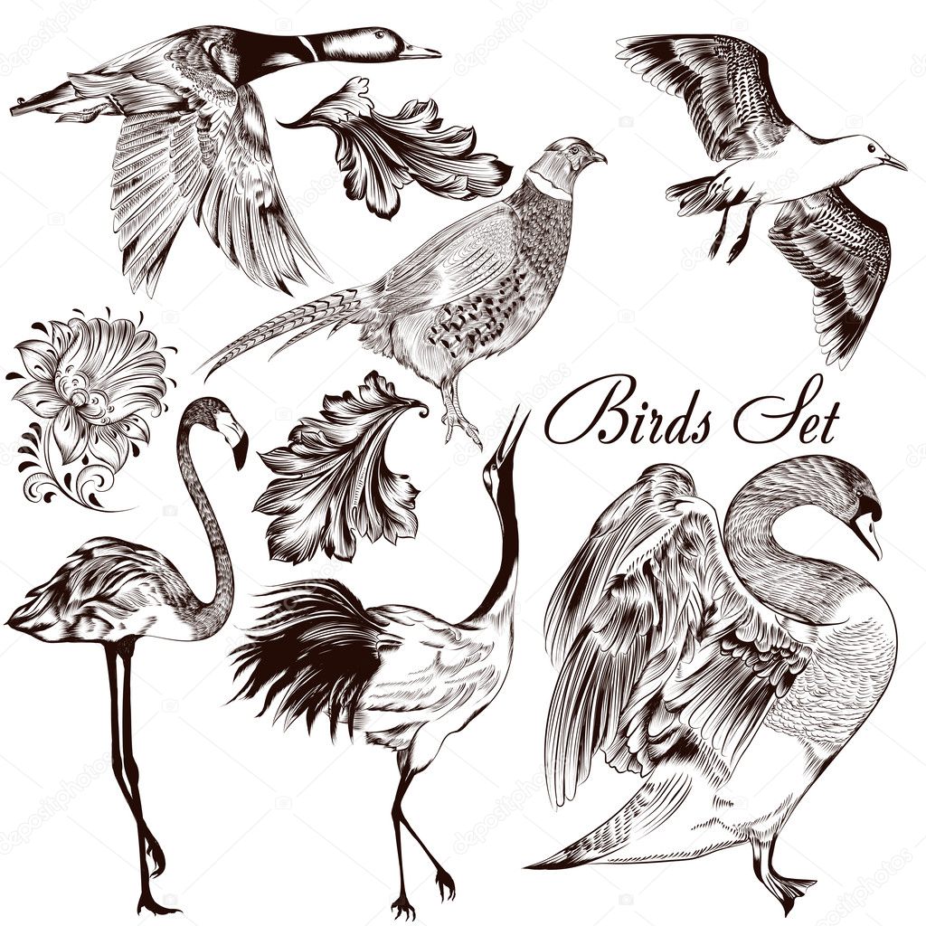 Collection of vector detailed hand drawn birds