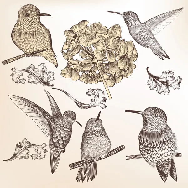 Colección de aves zumbadoras dibujadas a mano vectoriales para el diseño — Vector de stock