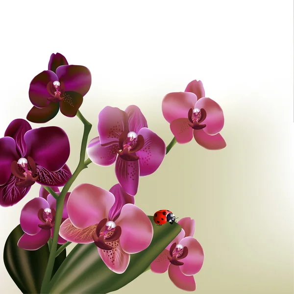 Achtergrond met vector orchid bloemen — Stockvector