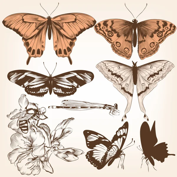 設計のためのベクトル蝶のコレクション — ストックベクタ