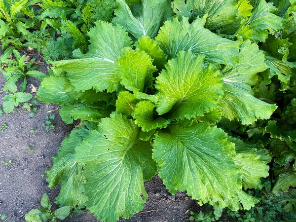 Bahçe Yatağında Yeşil Karalahana Yetişiyor Sağlıklı Vegan Organik Gıdalar — Stok fotoğraf