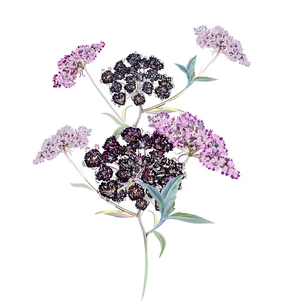 Квіткові Векторні Ілюстрації Дикою Квіткою Акварельному Вінтажному Стилі — стоковий вектор